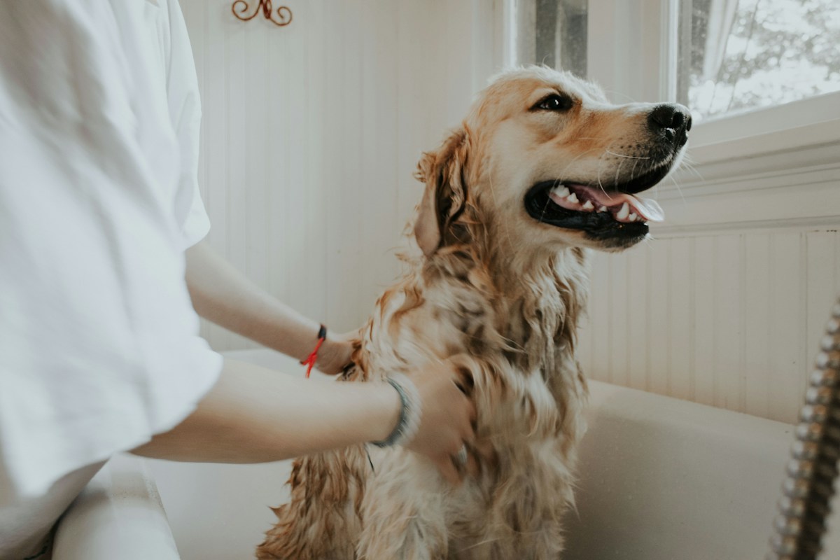犬の毛並みをケアするイメージ写真